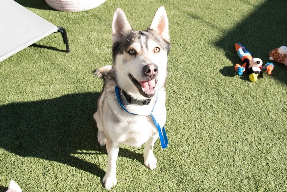 Photo of a white and gray Siberian husky dog named Colonel