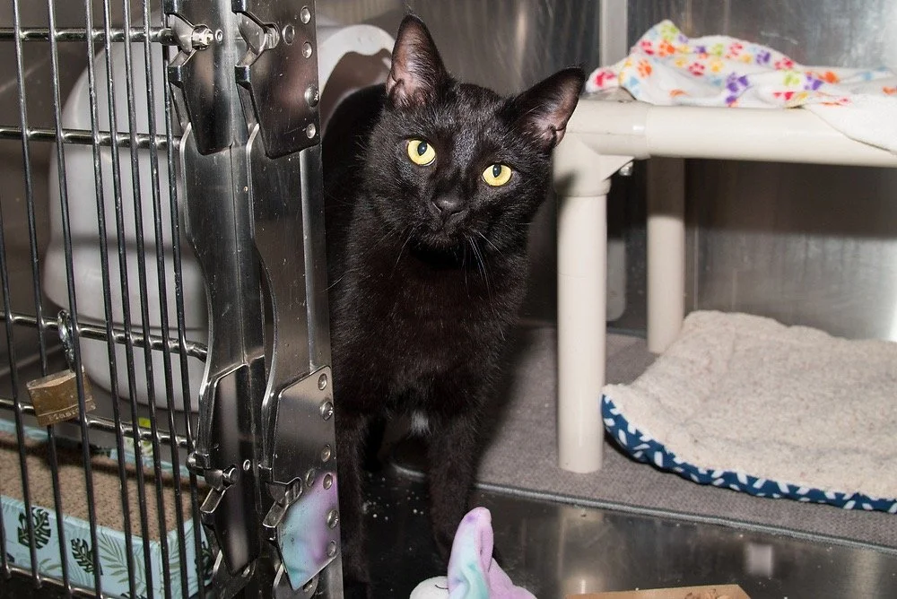 Photo of a black cat named Angus