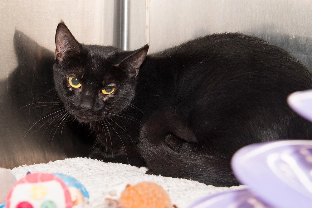 Photo of a black cat named Marvis