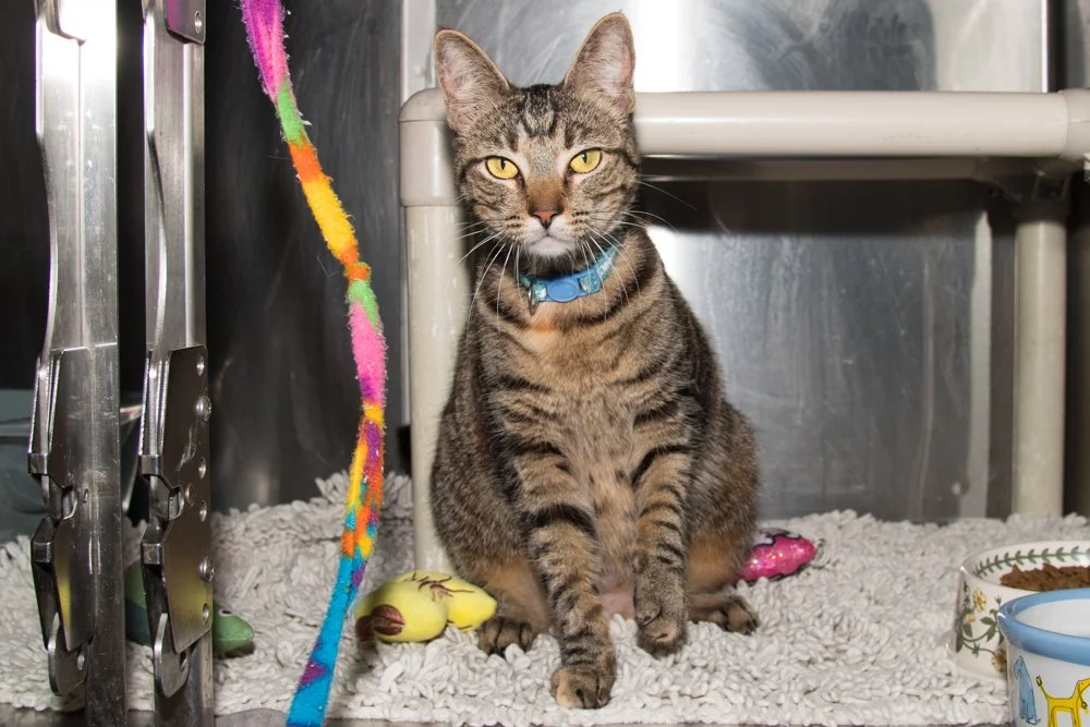 Photo of a tabby cat named Chickee