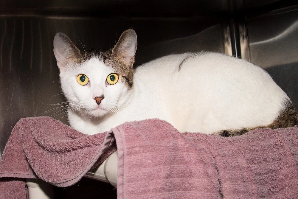Photo of a white and brown cat named Zuko