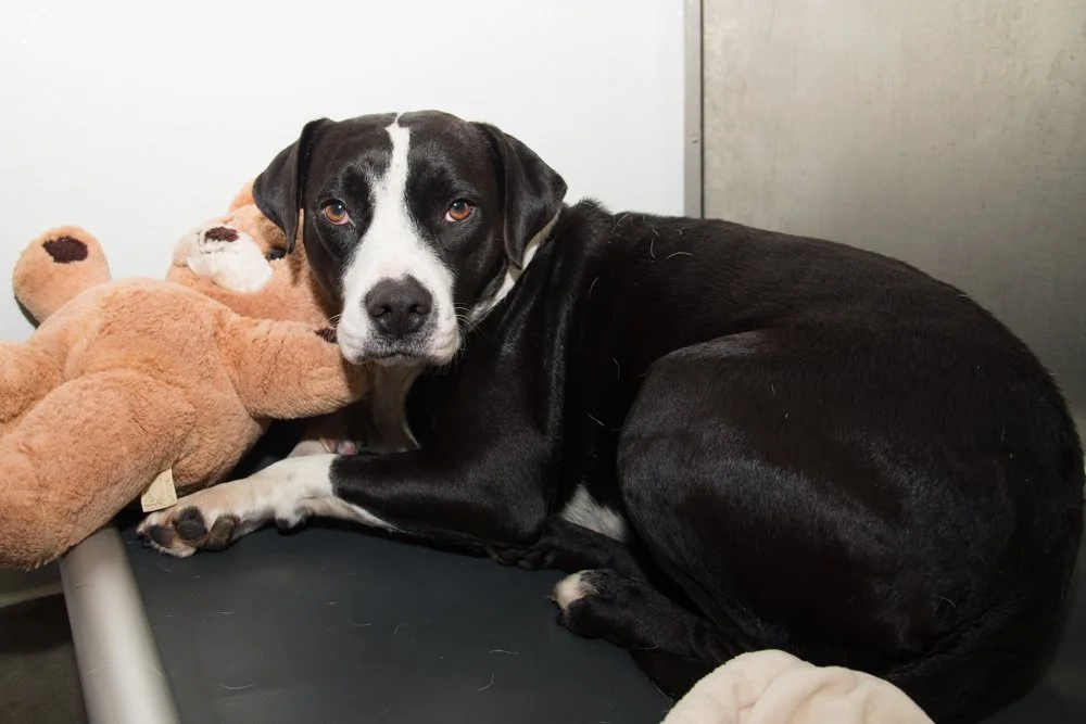 Photo of a black and white dog named Dolores