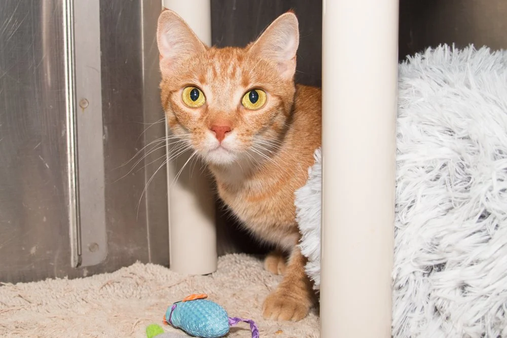 Photo of an orange tabby cat named Sunkist