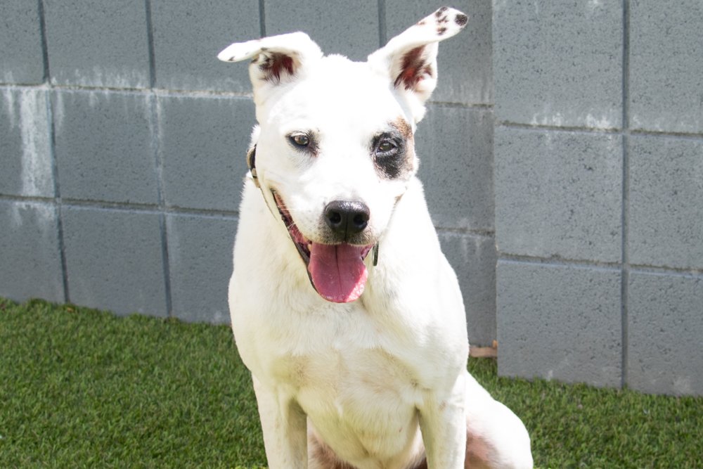 Photo of a white and black German Shepherd mix dog named Cookie
