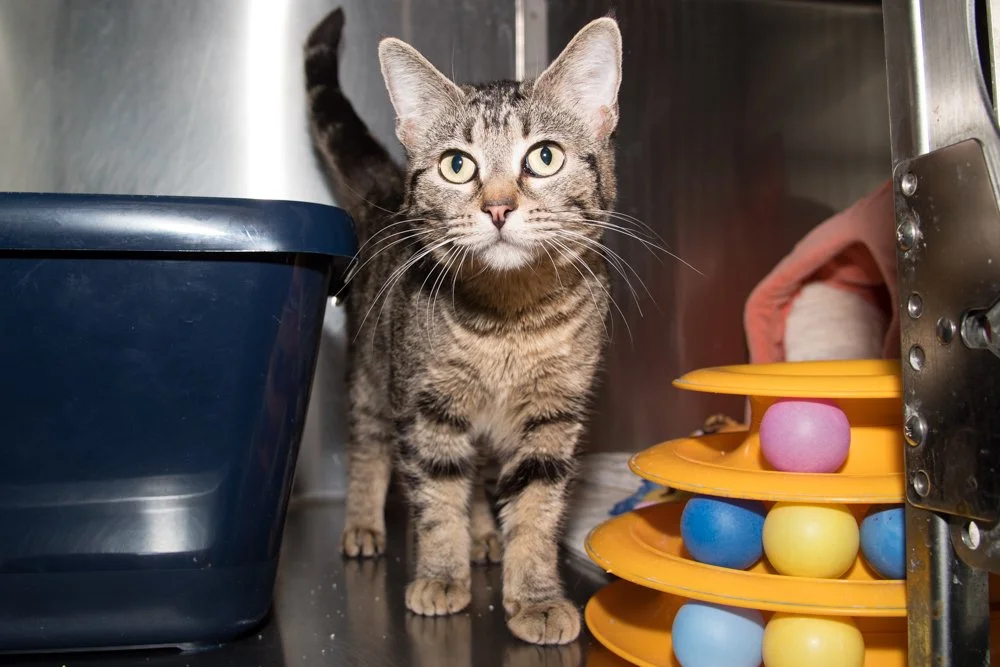 Photo of a small brown tabby cat named Peppa mint