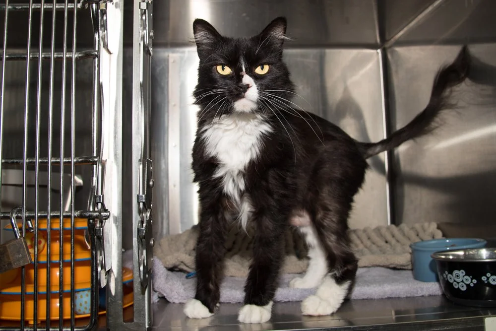 Photo of a black and white cat named Mila
