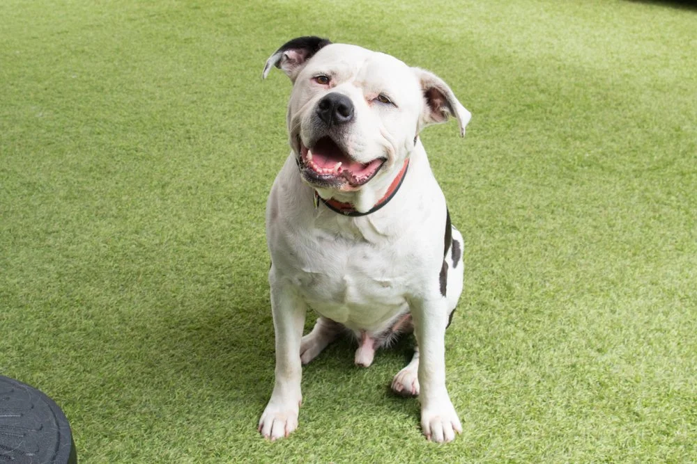 Photo of a white and black pitbull terrier mix
