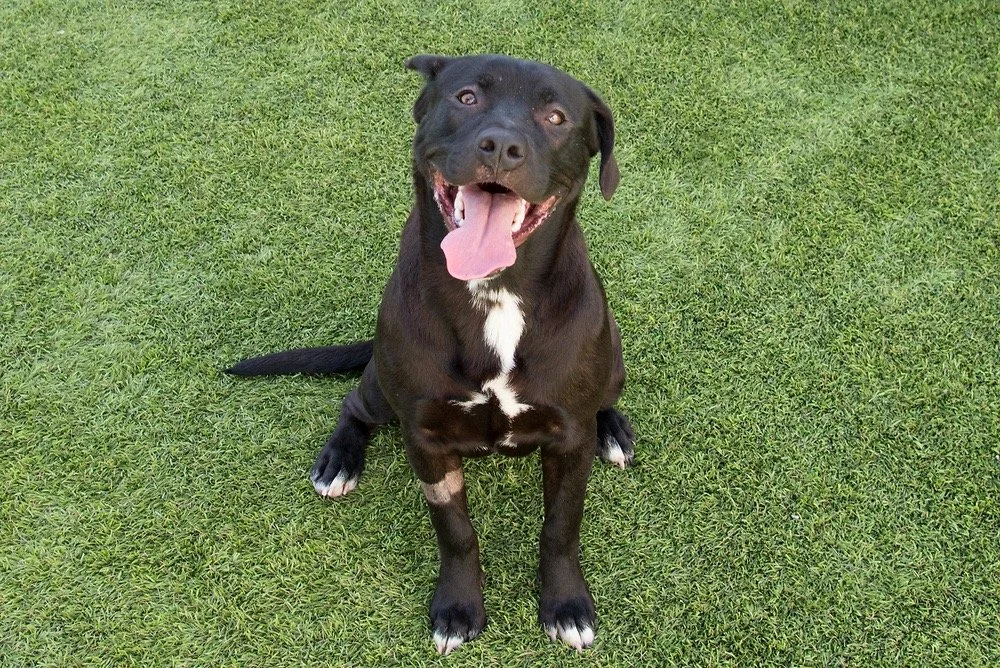 Photo of a black and white dog named Dove