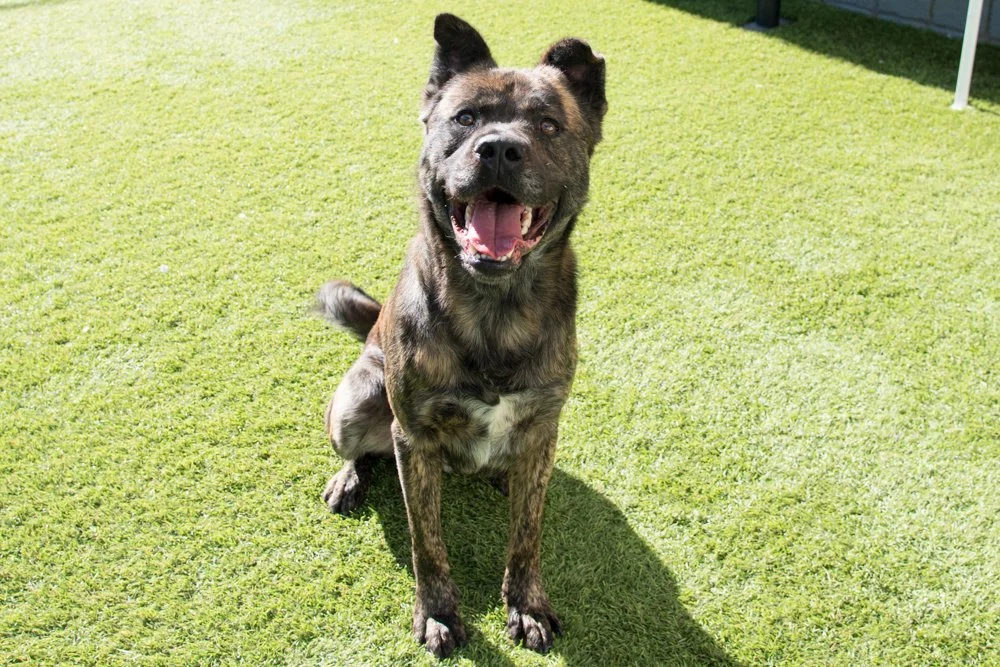 Photo of a brown brindle pit bull terrier mix dog named Grant