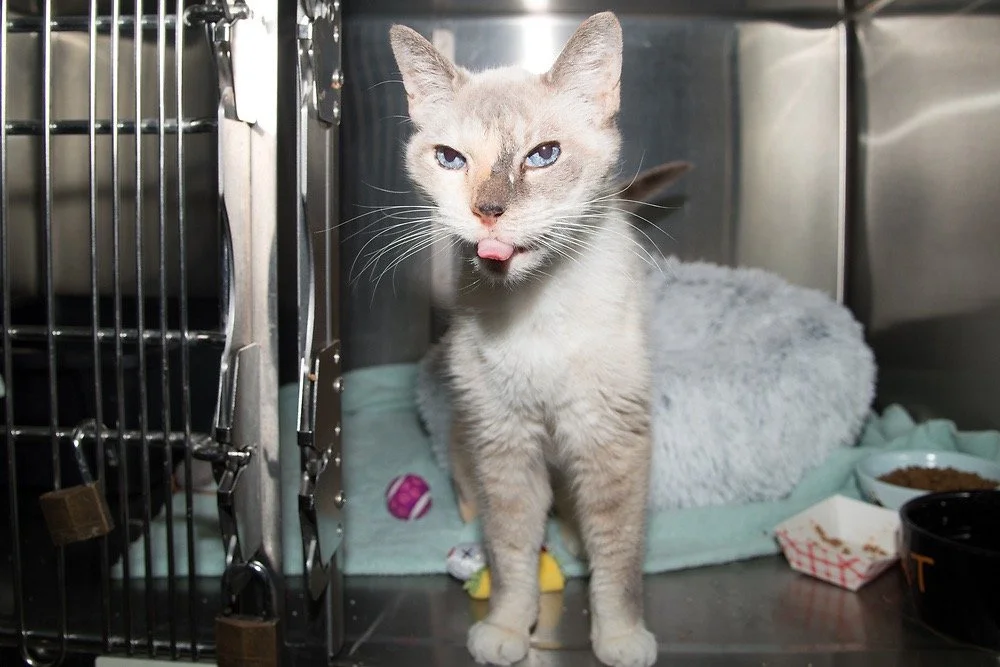 Photo of a white and gray Siamese cat named Penguin