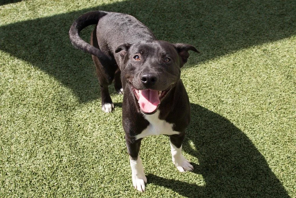 Photo of a black and white dog named Damiano