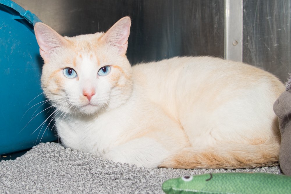 Photo of a cream cat with blue eyes named Marshmallow