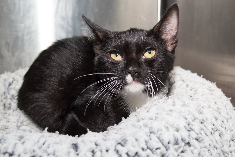Photo of a black and white kitten named Simmons
