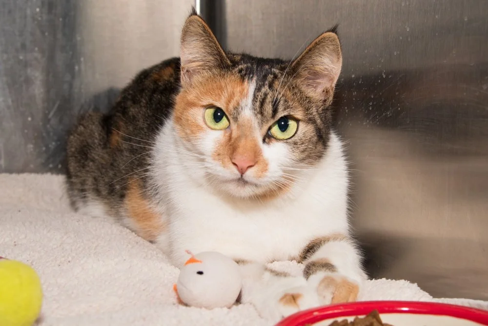 Photo of a calico cat named Lucy