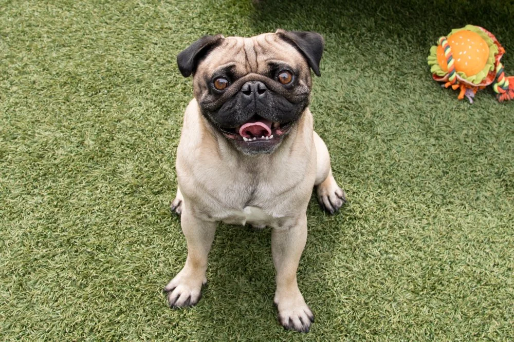 Photo of a tan pug named Pooh Bear