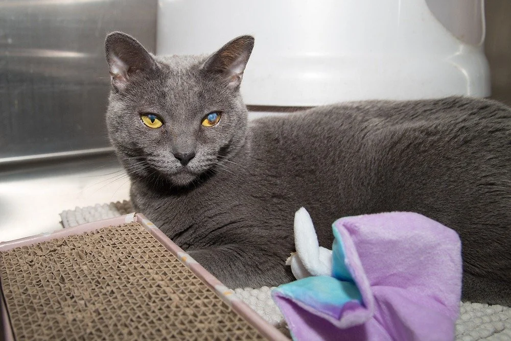 Photo of a gray cat named Blue