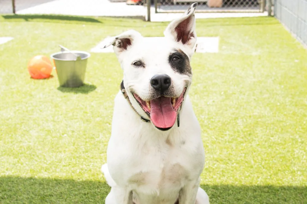 Photo of a white and black German Shepherd mix dog named Target