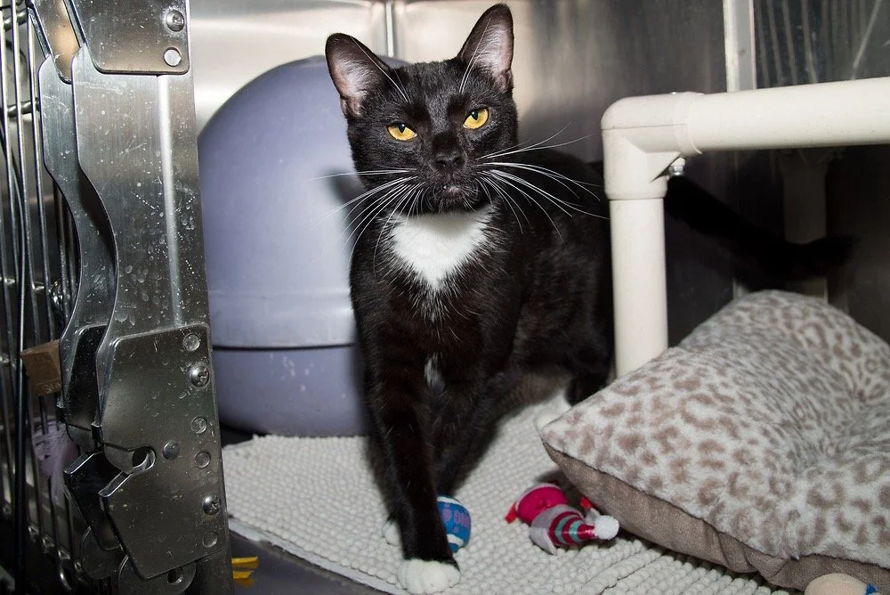 Photo of a black and white cat named Salem