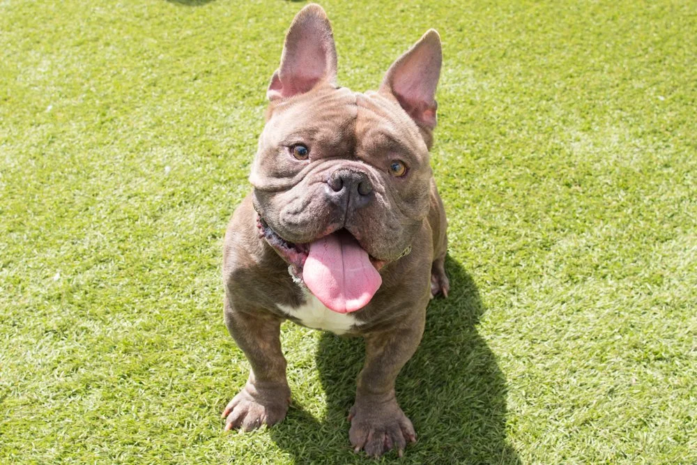 Photo of a brown french bulldog named Taz