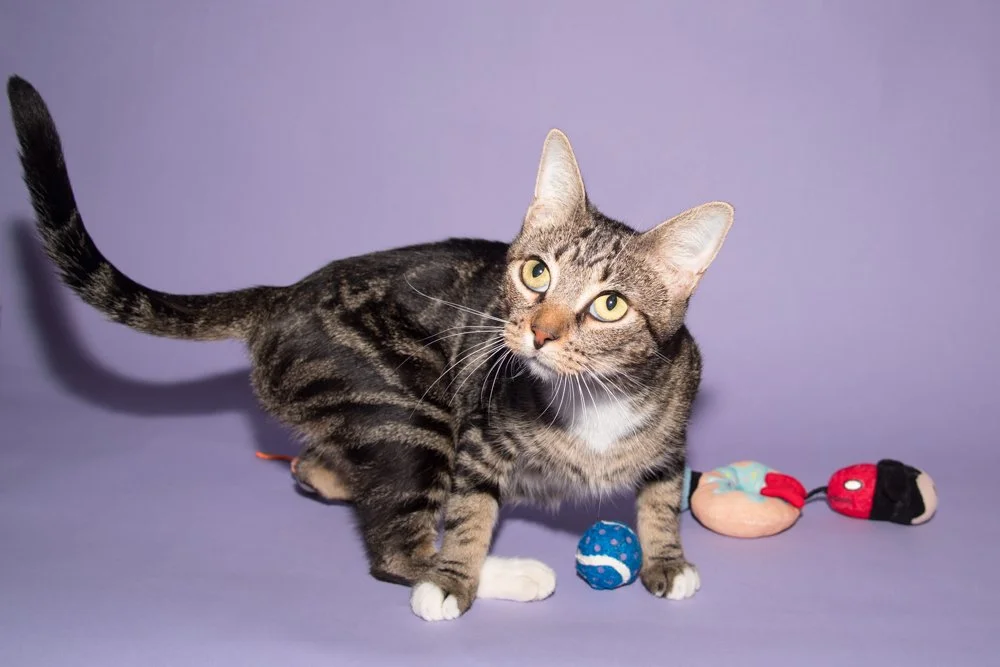 Photo of a borwn tabby cat named Ursula