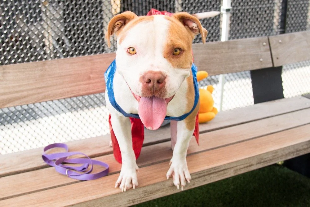 Photo of a white and tan pit bull mix dog named donut hole.