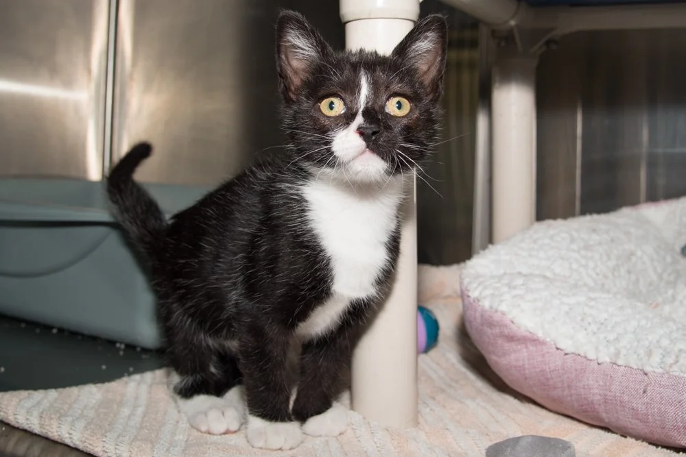 Photo of a small black and white kitten named Boogie