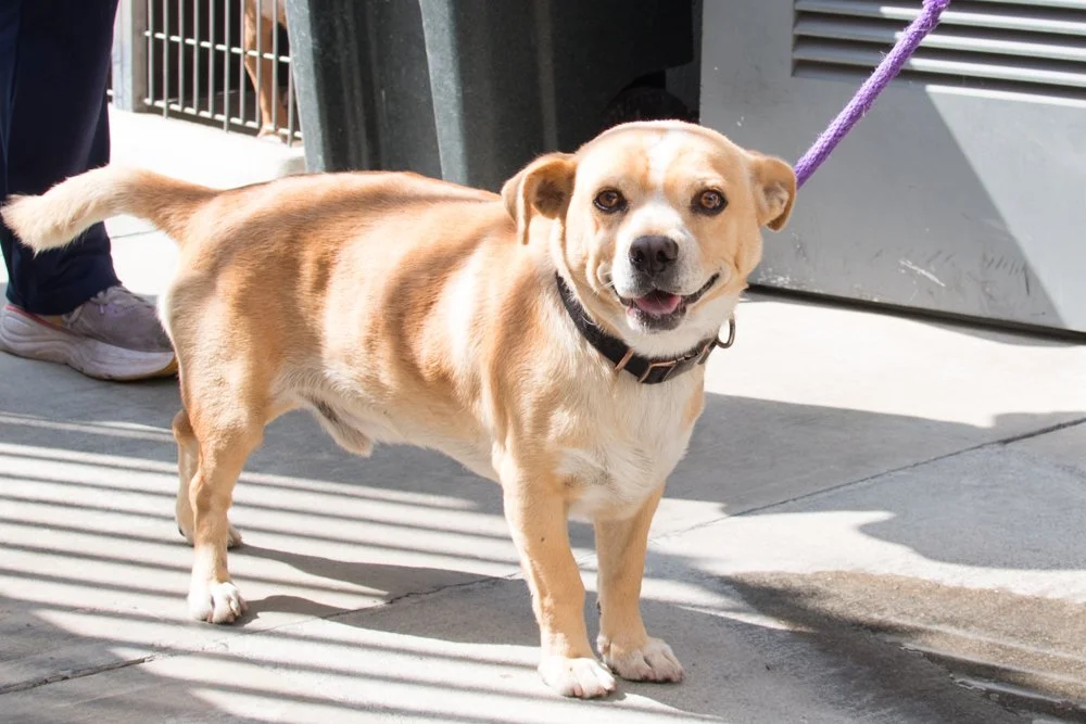 Photo of a chihuahua named Pine Sol