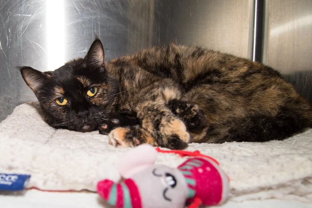 Photo of a tortie cat named Ellie