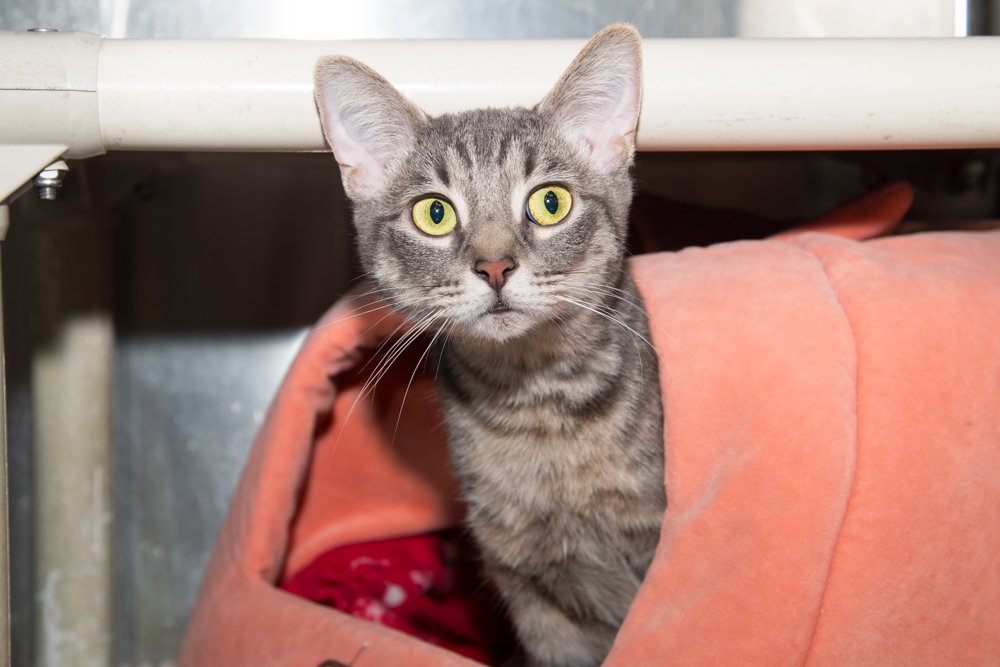 Photo of a brown tabby named Azula