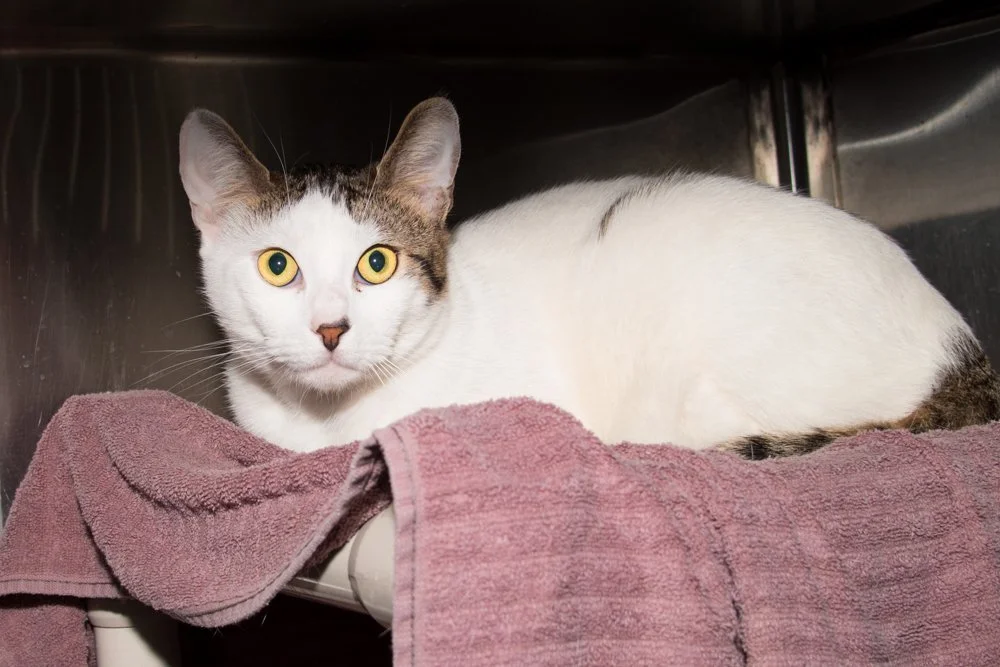 Photo of a white and brown tabby named Zuko