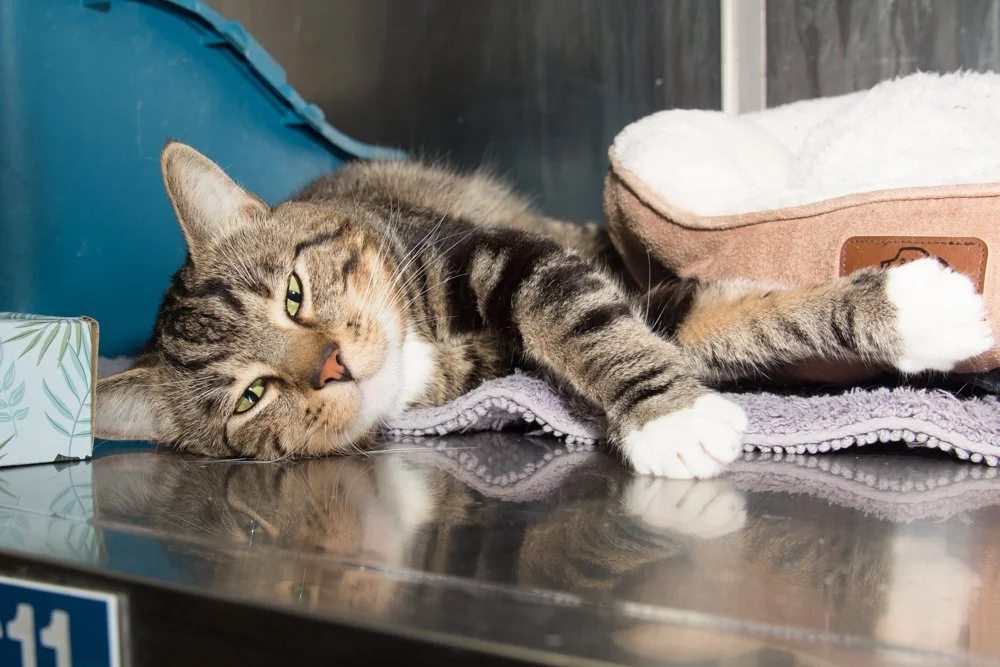 Photo of a tabby cat named Sunshine