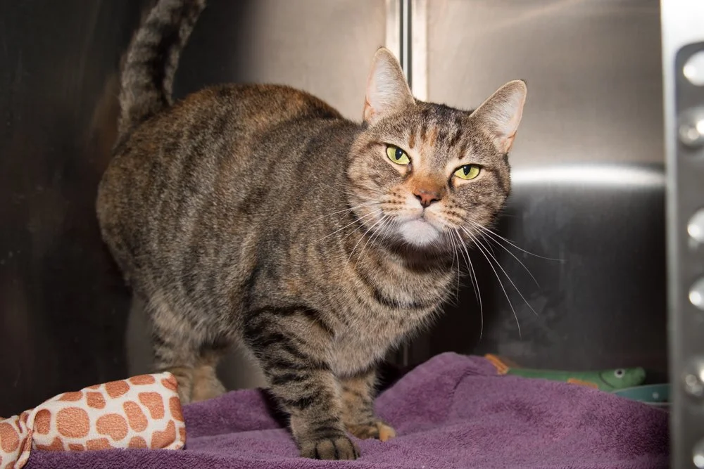 Photo of a tabby cat named Tiger Eyes