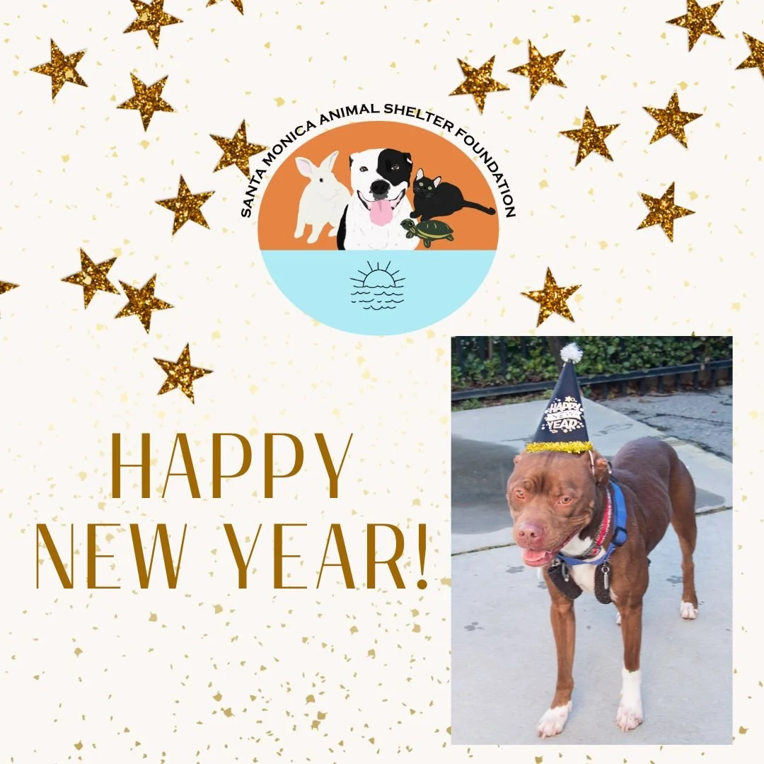 Photo of a dog in a new years hat wishing you a Happy New Year