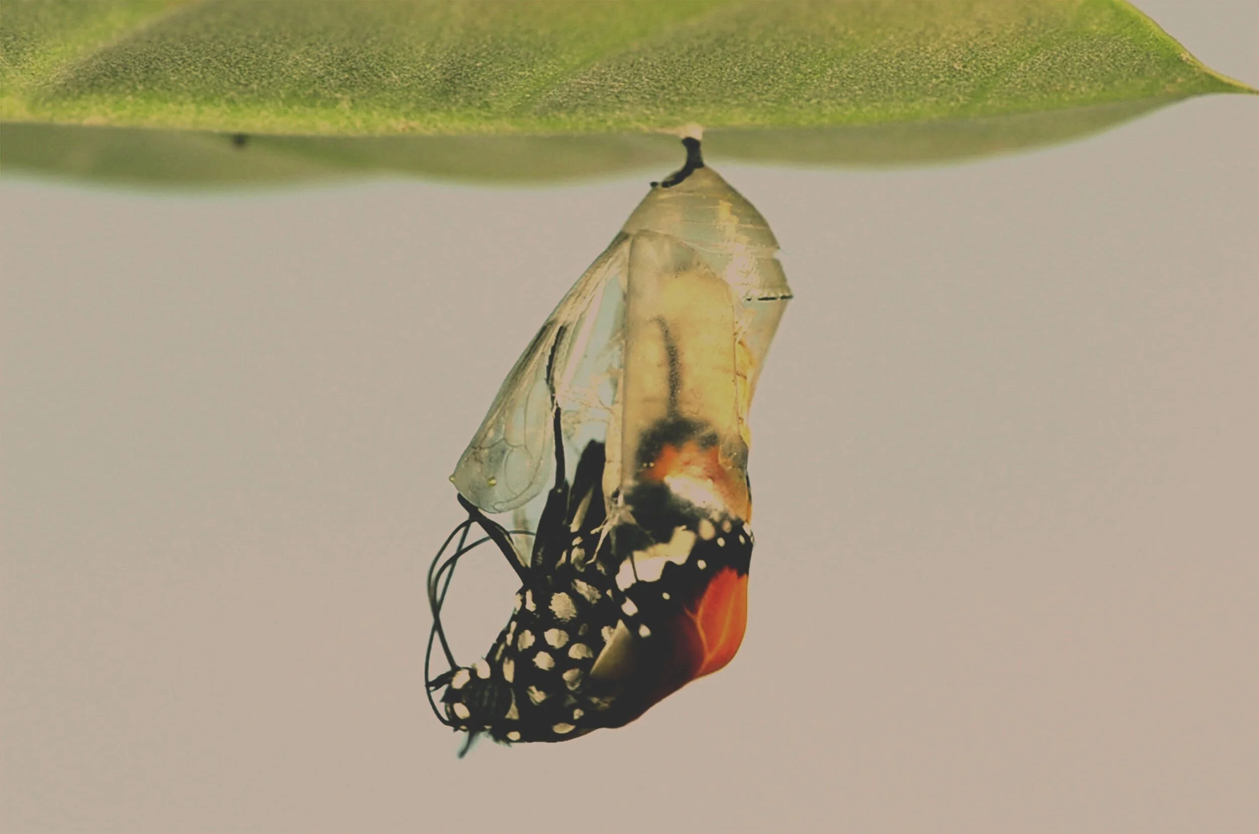 Chrysalis