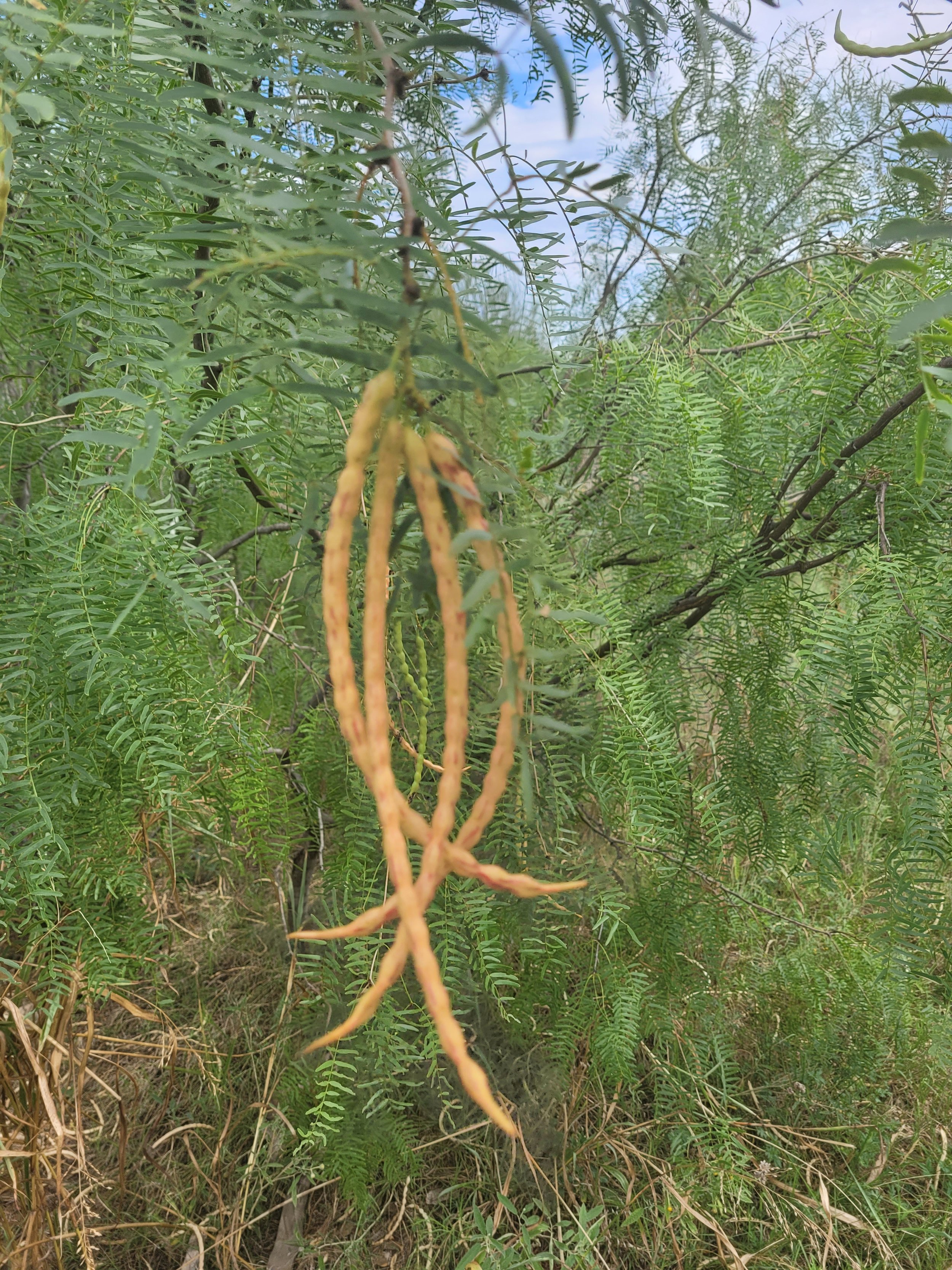 daily-daisy-botanicals-south-texas-mini-apprenticeship-wild-food-foraging-mesquite.jpg