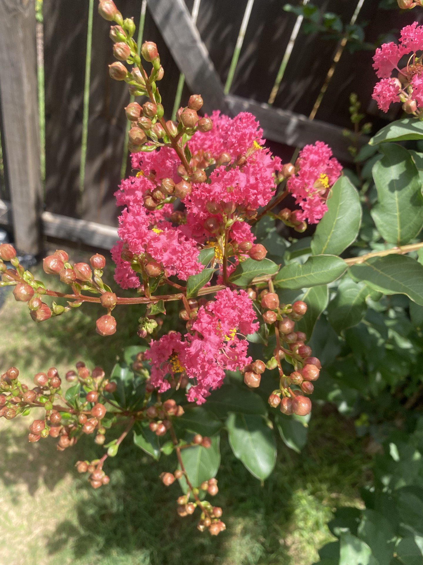 daily-daisy-botanicals-crepe-myrtle-tree-flowers.jfif