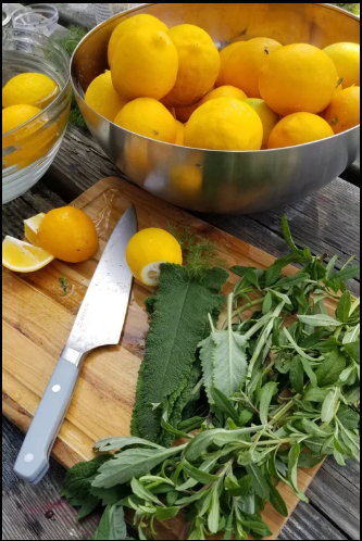 daisy teaching immune boosting herbal potions satx workshop