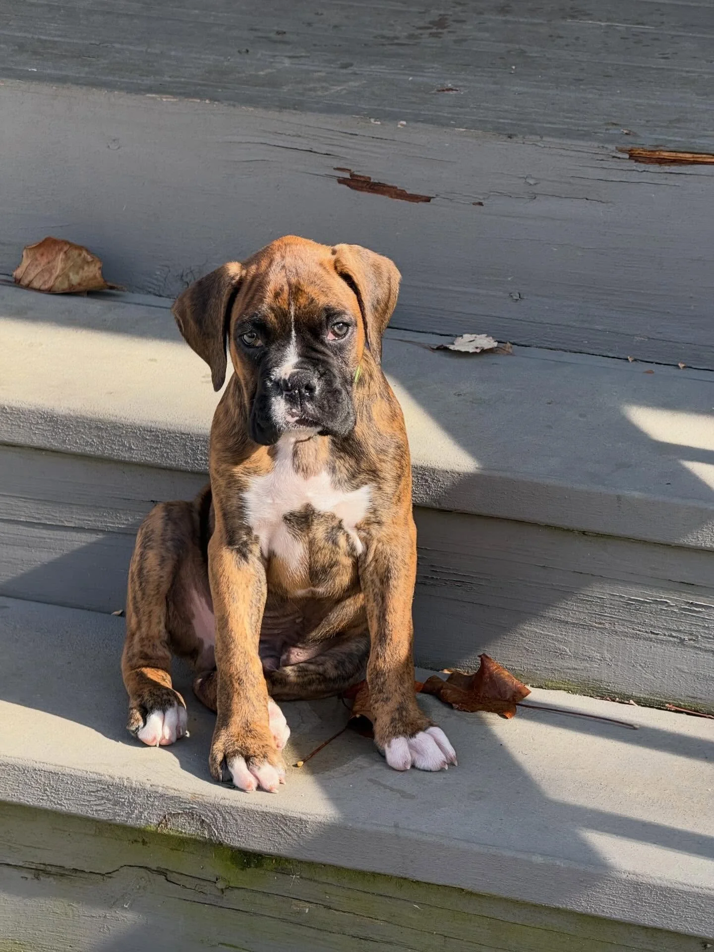 My new friend.  Picked him up a few days ago.  Still miss Rocco - but it is really nice to have a new buddy (and shadow) in our home.