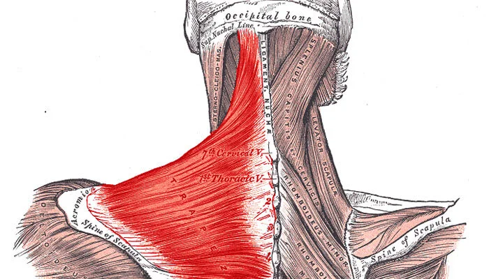 DIY Neck and Shoulder Massage