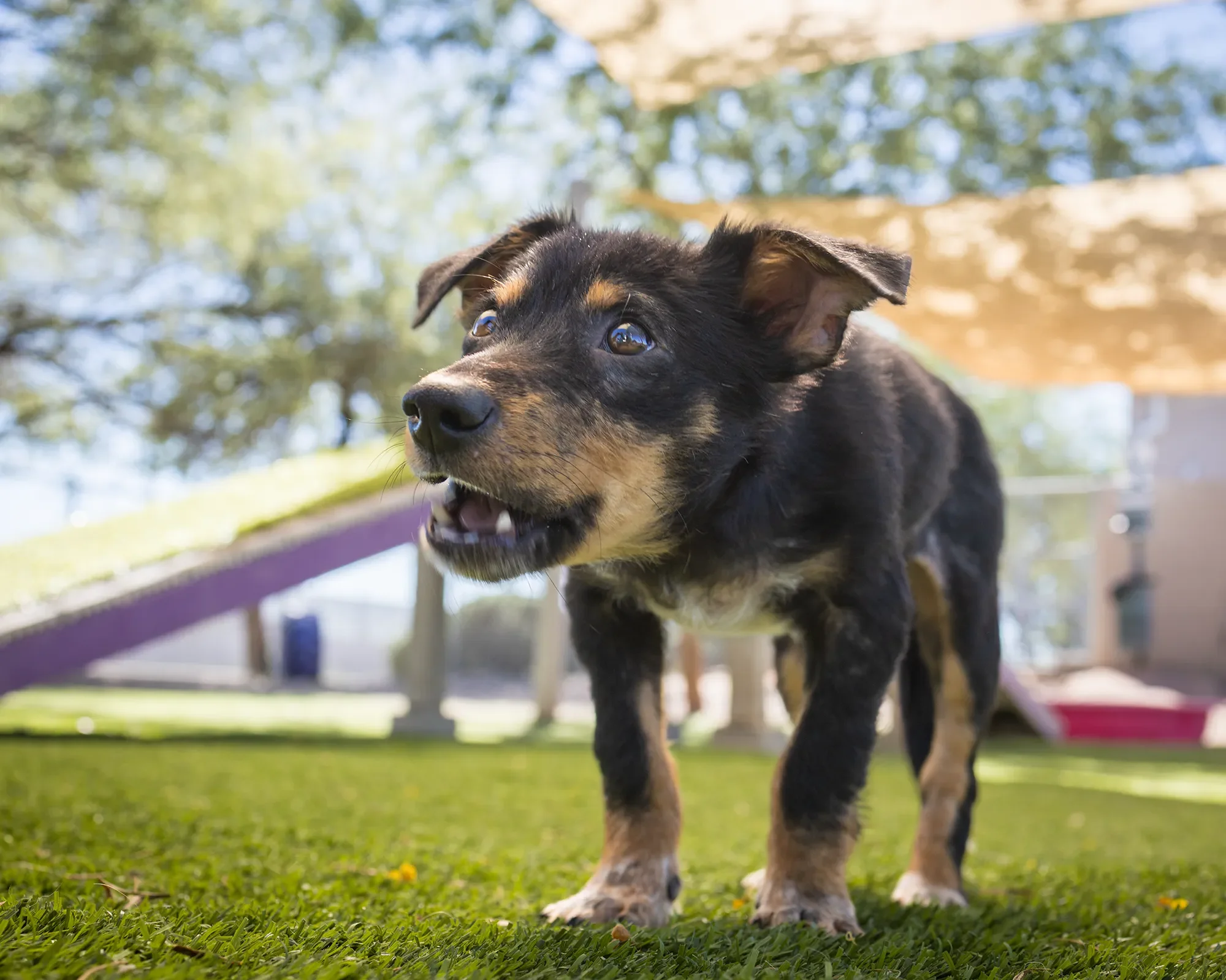 puppy-humane-society-play-yard-looking-up.webp