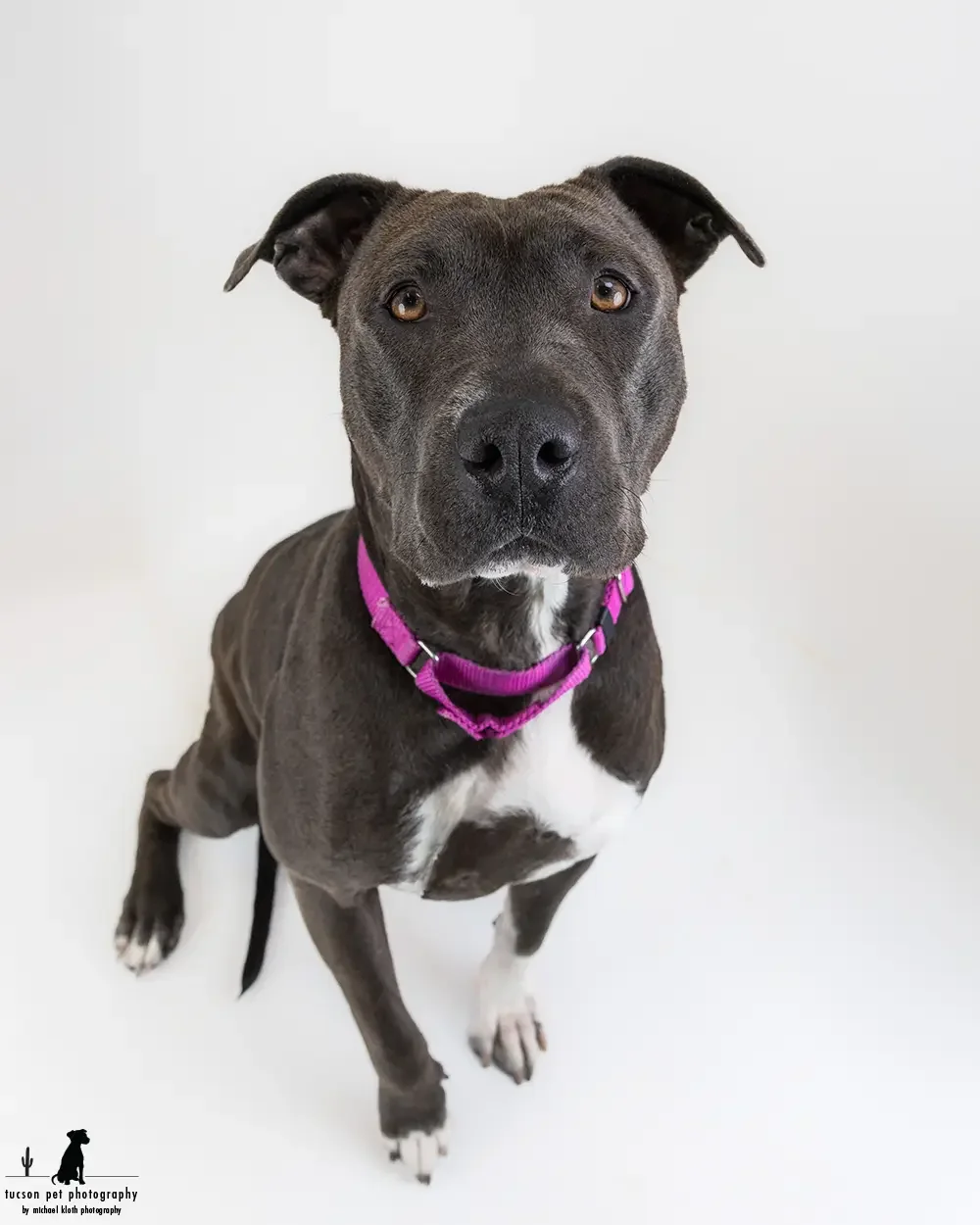 a-serious-pibble-sits-for-a-studio-picture-at-hssaz.webp