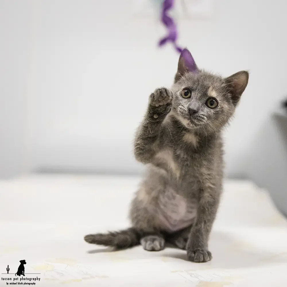 a-kitten-plays-with-a-toy-in-a-clinic-exam-room-at-hssaz.webp