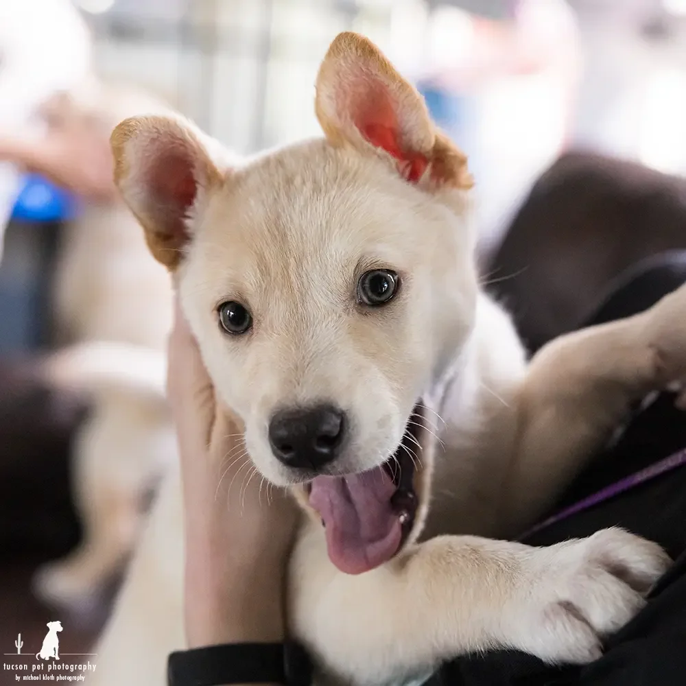 Hearts, Paws, and Purpose: Volunteer Photography at HSSAZ 🐾
These images capture the incredible community at the Humane Society of Southern Arizona – from the dedicated staff who pour their hearts into animal care, to the amazing foster families wh