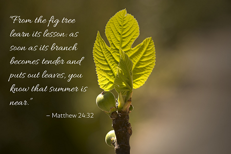 matthew2432.png