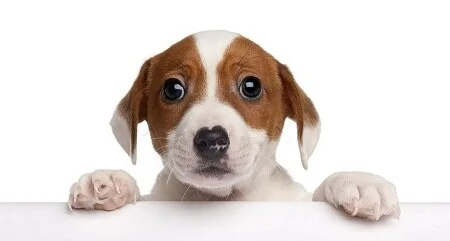 scolded-puppy.jpg