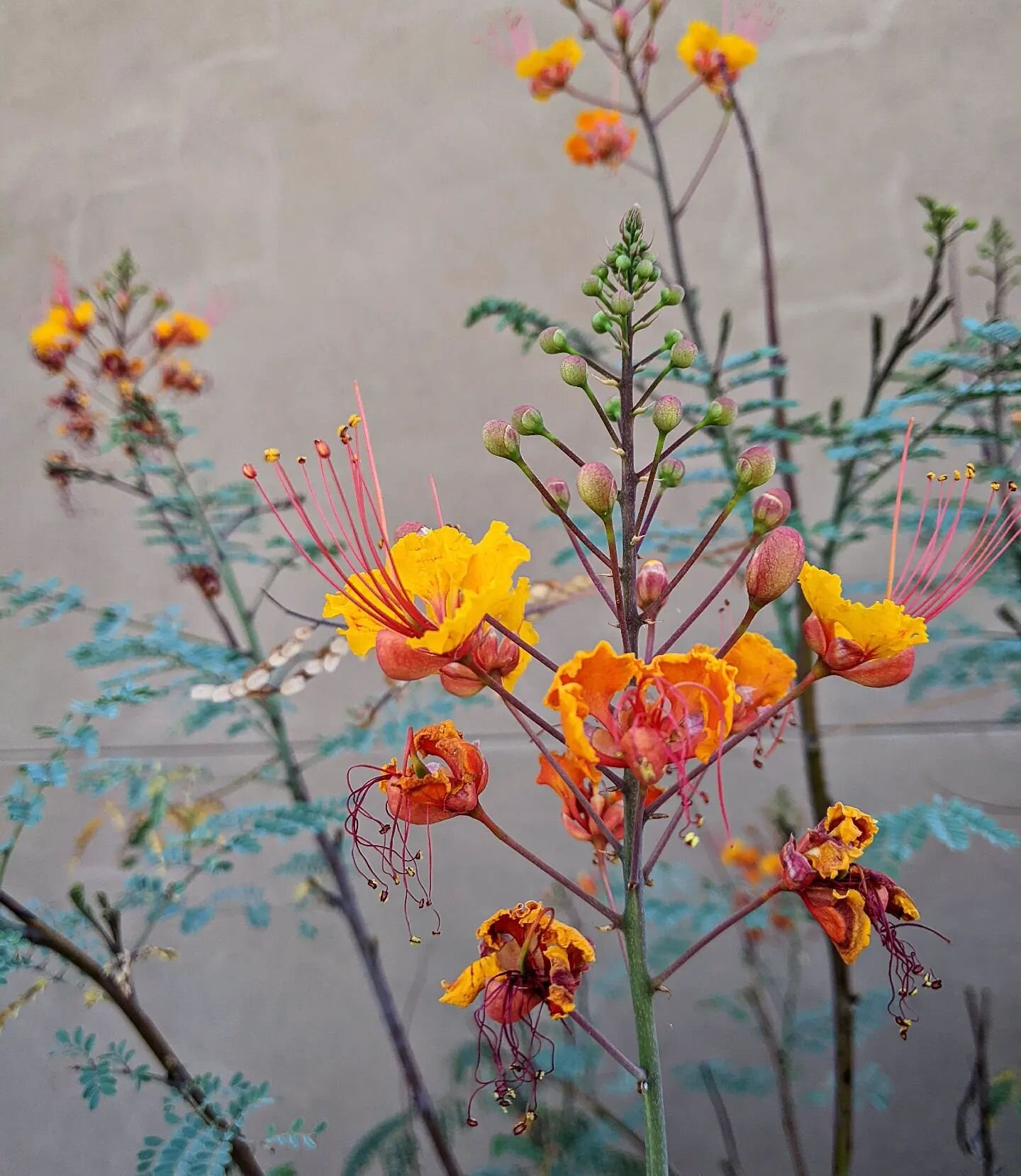 I really need to turn some of these photos into sketches.  I love how wonderfully bright these flowers are.  A quiet day moving, so no art today.  I am planning on some sketching tomorrow, but we will see what happens!
.
.
#mexicanbirdofparadise #flo