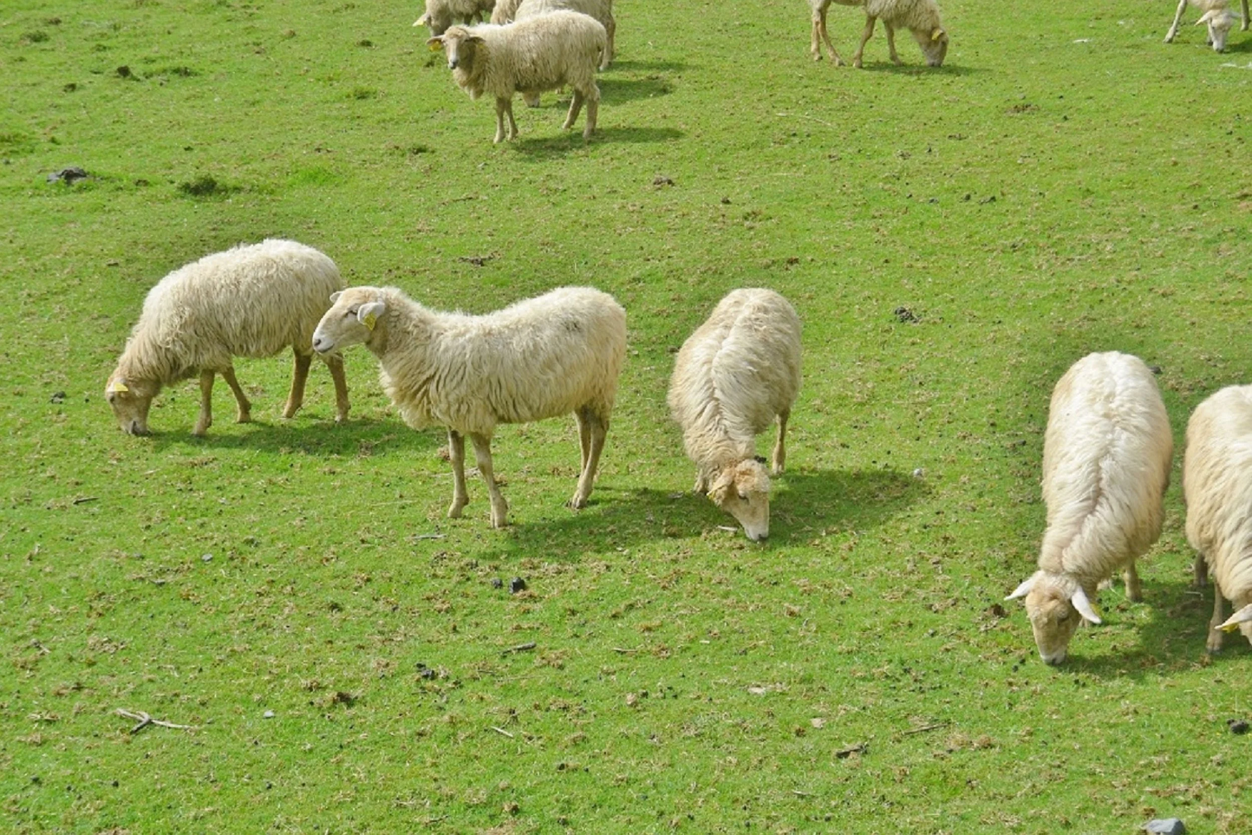 Hill Shepherding Group