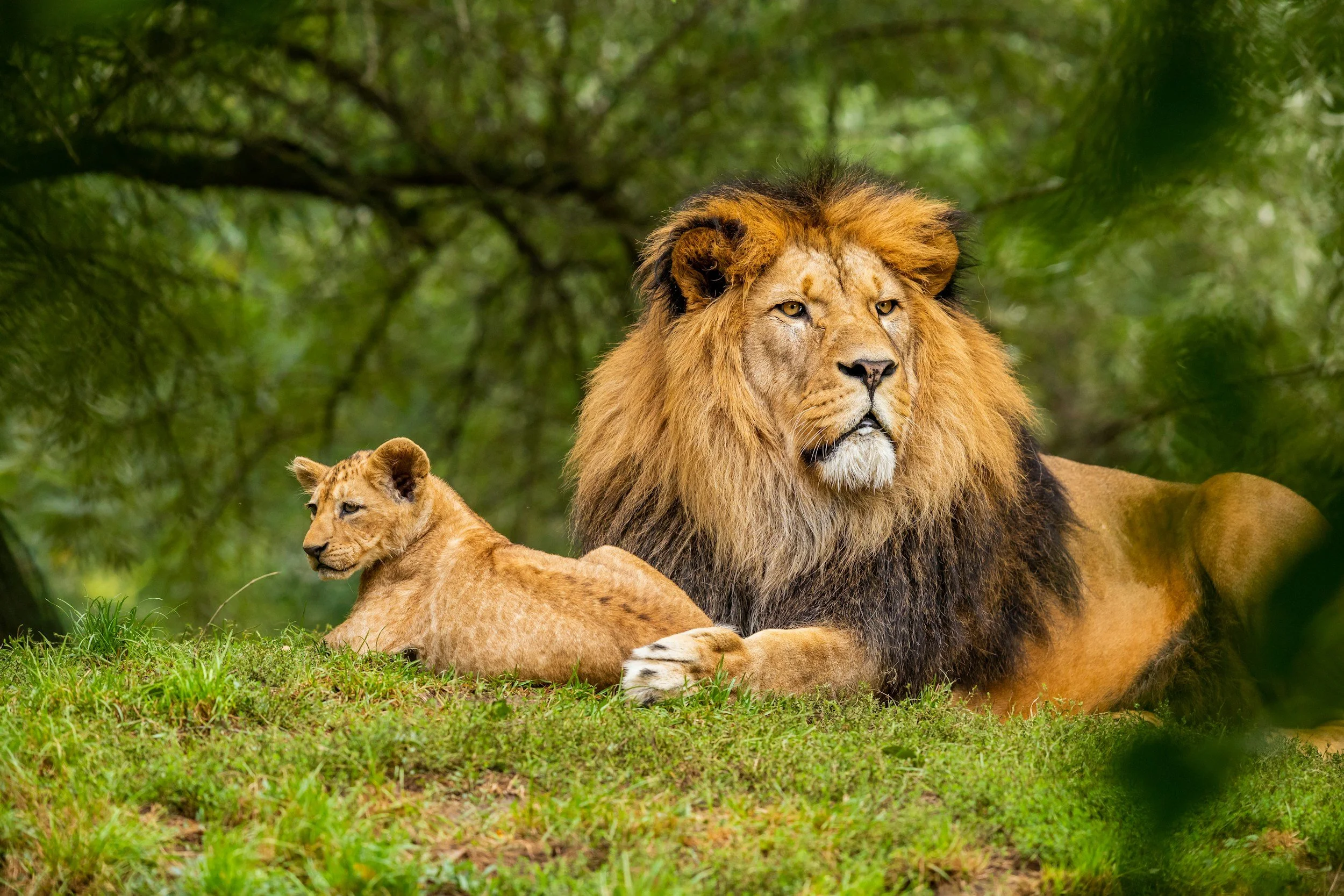 The Daily Prayer: Psalm 110