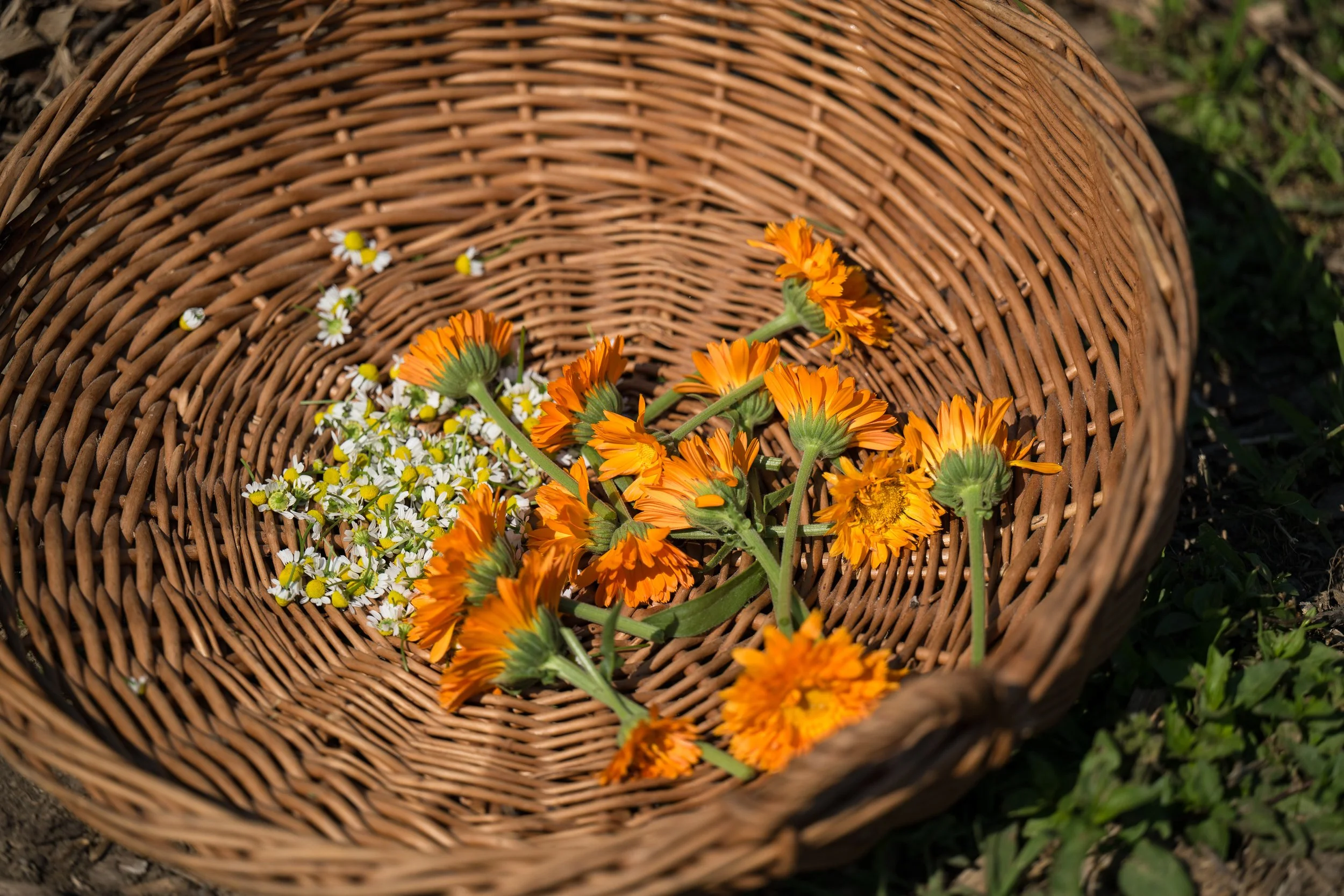 Woven basket with calendula and chamomile in the bottom