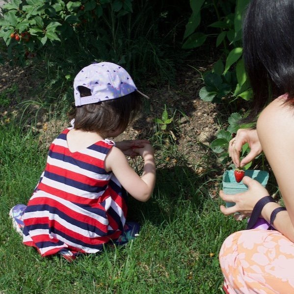 Little+girl+and+mom+picking+strawberries+smaller.jpg